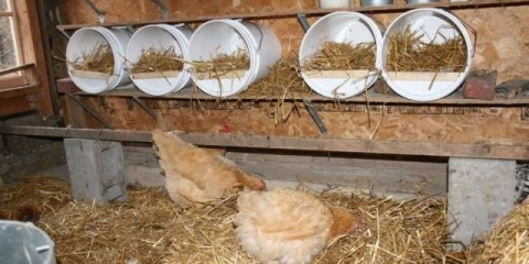 Šta je najbolje napraviti podove u kokošinjcu